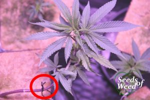 Bending cannabis plant