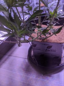 Bending Technique Cannabis